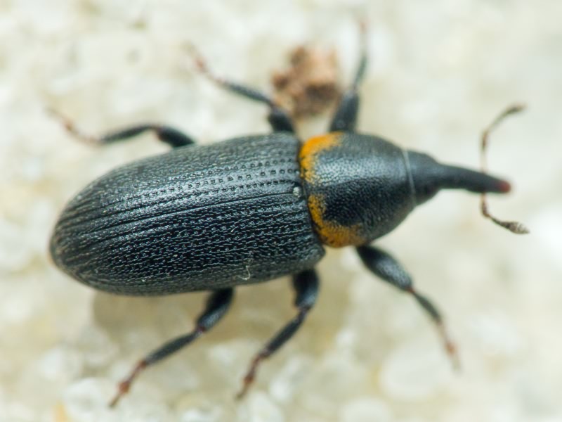 Mecinus collaris Germar, 1821